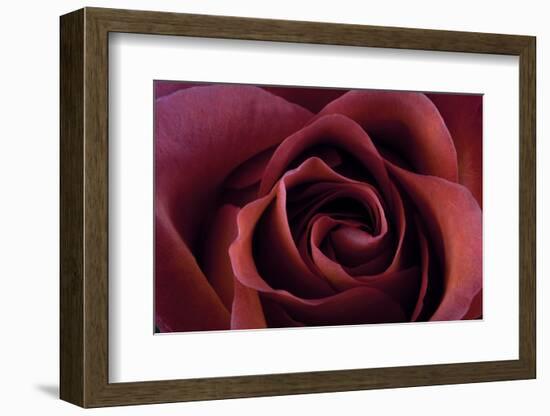 Roses-Fabio Petroni-Framed Photographic Print