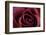 Roses-Fabio Petroni-Framed Photographic Print