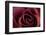 Roses-Fabio Petroni-Framed Photographic Print