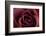 Roses-Fabio Petroni-Framed Photographic Print