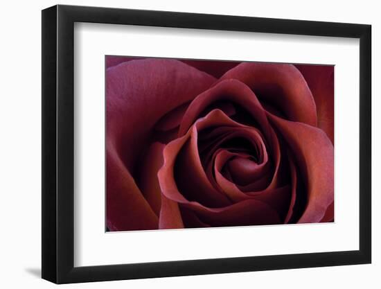 Roses-Fabio Petroni-Framed Photographic Print