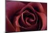 Roses-Fabio Petroni-Mounted Photographic Print