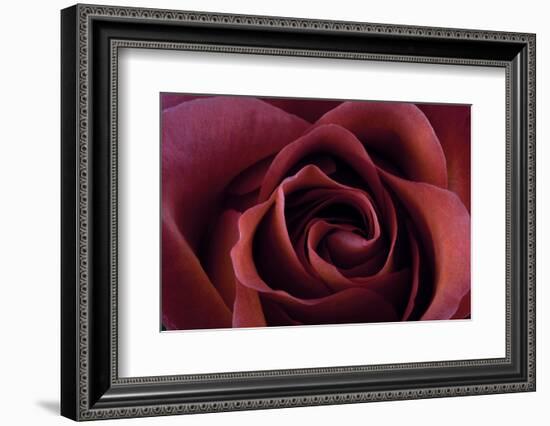 Roses-Fabio Petroni-Framed Photographic Print