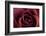 Roses-Fabio Petroni-Framed Photographic Print