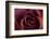 Roses-Fabio Petroni-Framed Photographic Print