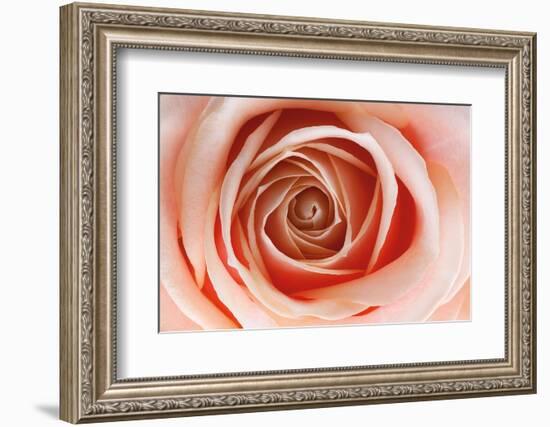 Roses-Fabio Petroni-Framed Photographic Print