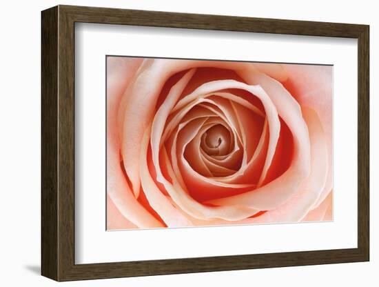 Roses-Fabio Petroni-Framed Photographic Print