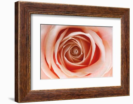 Roses-Fabio Petroni-Framed Photographic Print