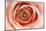 Roses-Fabio Petroni-Mounted Photographic Print