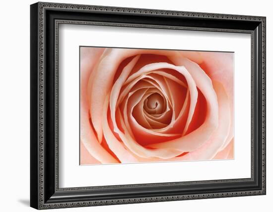 Roses-Fabio Petroni-Framed Photographic Print