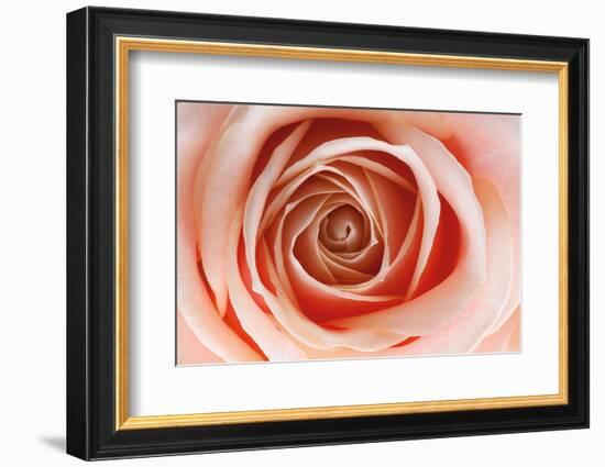 Roses-Fabio Petroni-Framed Photographic Print