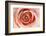 Roses-Fabio Petroni-Framed Photographic Print