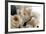 Roses-Fabio Petroni-Framed Photographic Print