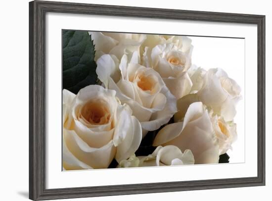 Roses-Fabio Petroni-Framed Photographic Print