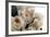 Roses-Fabio Petroni-Framed Photographic Print