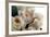 Roses-Fabio Petroni-Framed Photographic Print