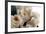 Roses-Fabio Petroni-Framed Photographic Print