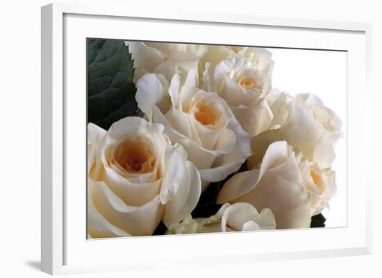 Roses-Fabio Petroni-Framed Photographic Print