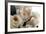 Roses-Fabio Petroni-Framed Photographic Print