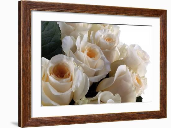 Roses-Fabio Petroni-Framed Photographic Print