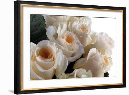 Roses-Fabio Petroni-Framed Photographic Print