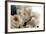 Roses-Fabio Petroni-Framed Photographic Print