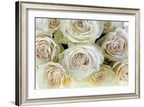 Roses-Fabio Petroni-Framed Photographic Print