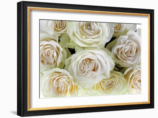 Roses-Fabio Petroni-Framed Photographic Print