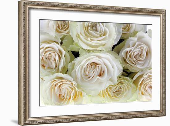 Roses-Fabio Petroni-Framed Photographic Print