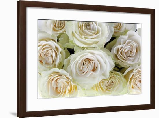 Roses-Fabio Petroni-Framed Photographic Print