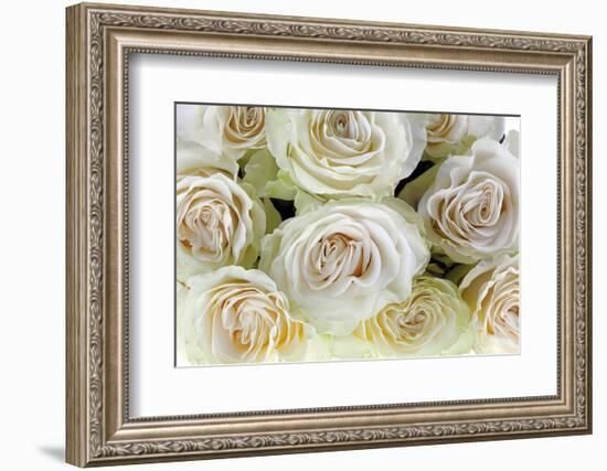 Roses-Fabio Petroni-Framed Photographic Print