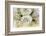 Roses-Fabio Petroni-Framed Photographic Print