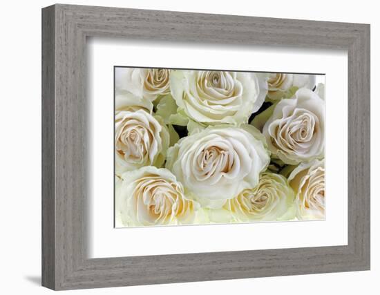 Roses-Fabio Petroni-Framed Photographic Print