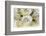 Roses-Fabio Petroni-Framed Photographic Print