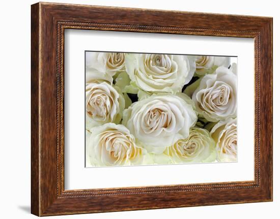 Roses-Fabio Petroni-Framed Photographic Print