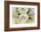 Roses-Fabio Petroni-Framed Photographic Print