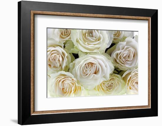 Roses-Fabio Petroni-Framed Photographic Print