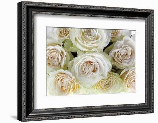 Roses-Fabio Petroni-Framed Photographic Print