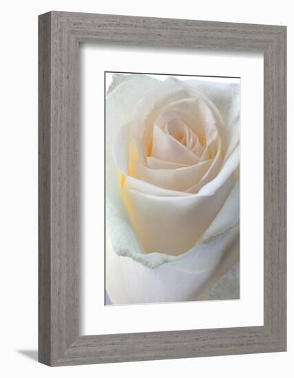 Roses-Fabio Petroni-Framed Photographic Print