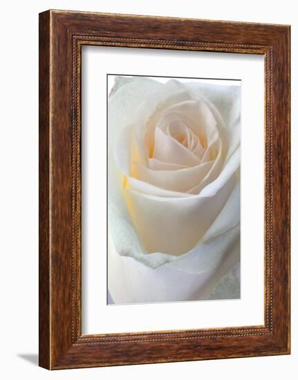 Roses-Fabio Petroni-Framed Photographic Print