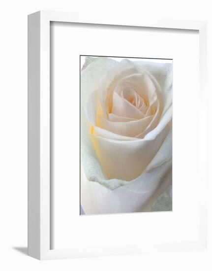 Roses-Fabio Petroni-Framed Photographic Print