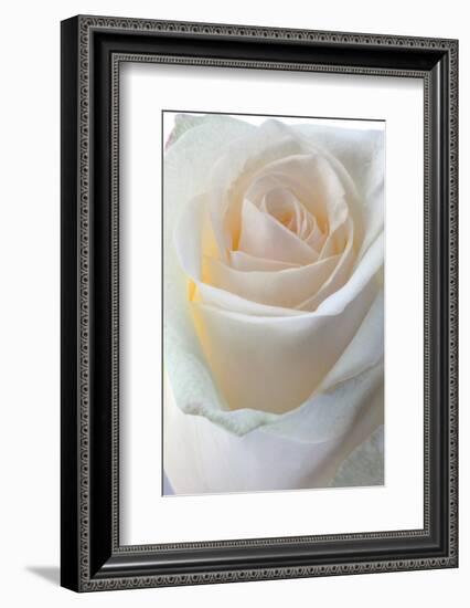 Roses-Fabio Petroni-Framed Photographic Print