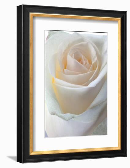 Roses-Fabio Petroni-Framed Photographic Print