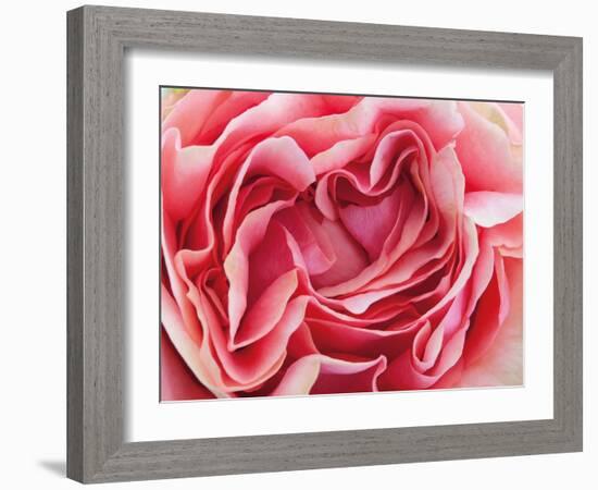 Roses-Fabio Petroni-Framed Photographic Print