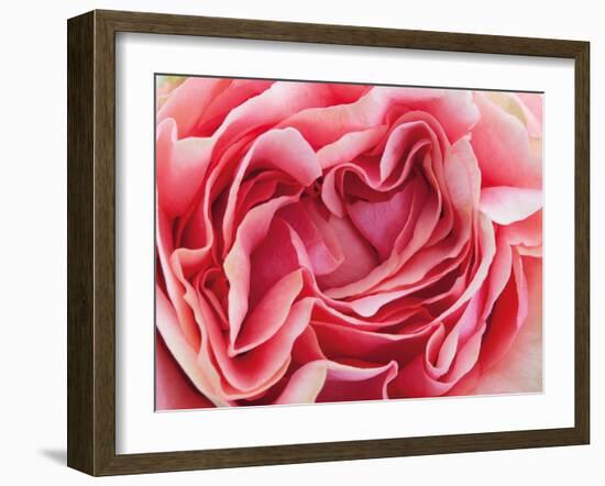 Roses-Fabio Petroni-Framed Photographic Print