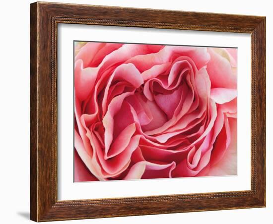 Roses-Fabio Petroni-Framed Photographic Print