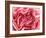 Roses-Fabio Petroni-Framed Photographic Print