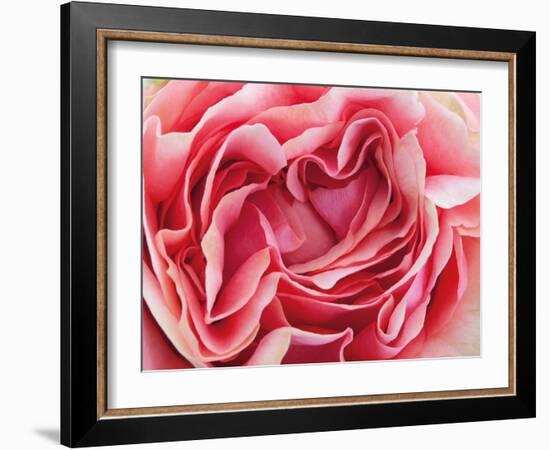 Roses-Fabio Petroni-Framed Photographic Print