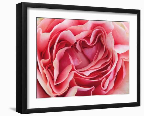 Roses-Fabio Petroni-Framed Photographic Print