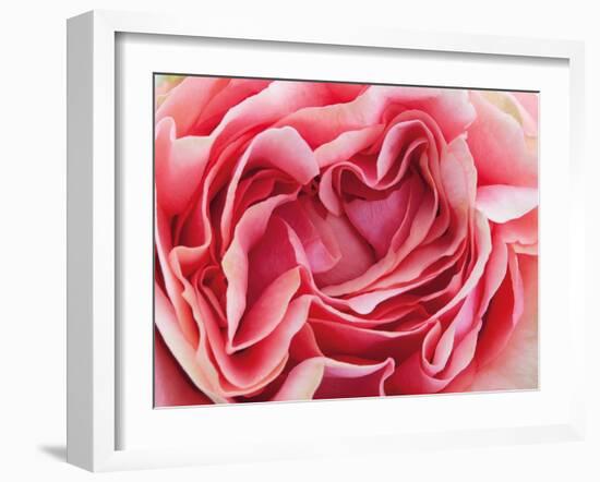 Roses-Fabio Petroni-Framed Photographic Print